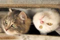 Где стоит купить бенгальских котят, чаузи, саванн и прочих редких кошек