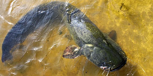 большая рыба в воде