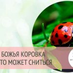 к чему снится божья коровка