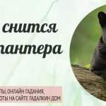 К чему снится чёрная пантера