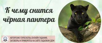 К чему снится чёрная пантера