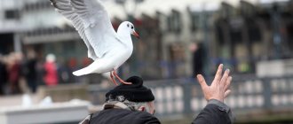 толкование приметы птица накакала на голову