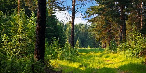 Увидеть во сне лес